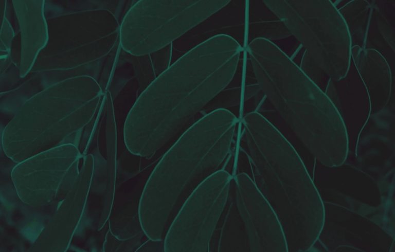 Impeka - Premium WordPress Multipurpose theme by Greatives